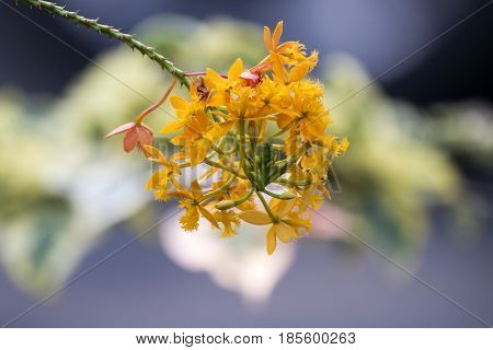 Stem And Orange Epidendrum Orchid Flower On Bokeh Background