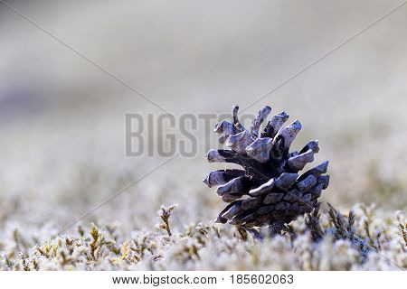 Pinecone on moss. Macro shot with narrow depth of field - blurry/ out of focus background.