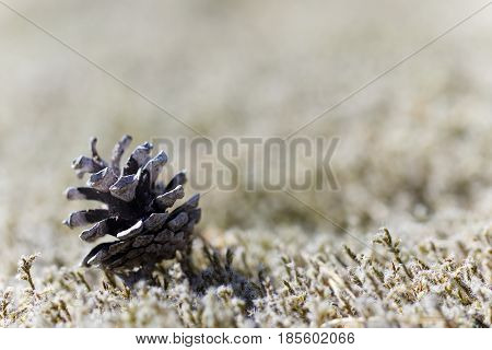Pinecone on moss. Macro shot with narrow depth of field - blurry/ out of focus background.