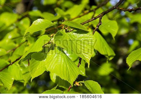 Closeup view of young green leaves of linden tree after rain under sunshine
