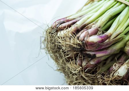 Roots of fresh young onion bunch of shallots chives scallion green onions feathers heap. Close up. Macro.
