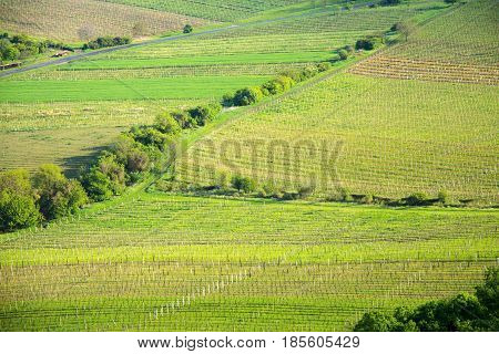 View of a vineyard in the Palava region of South Moravia on a sunny spring day