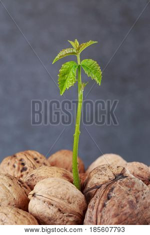 Sprout of a young walnut on the gray background