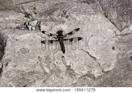 Close up of a dragon fly on a large rock in Notre Dame de Ile Perrot, Quebec a sunny day in June.
