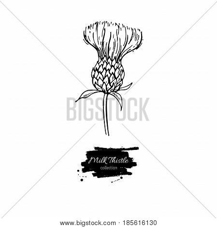 Milk thistle flower vector drawing set. Isolated  wild plant and leaves. Herbal engraved style illustration. Detailed botanical sketch