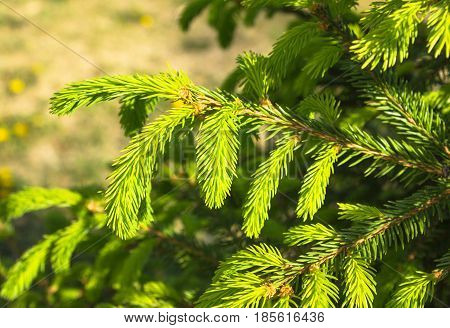 A young light green fir branch with Young shoots of spruce trees erly morning in the spring