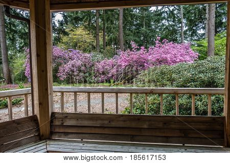 A view of a wall of Rhododendron flowers from a porch. Shot taken in Federal Way Wasington.