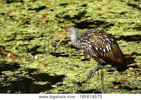 Portrait of a Limpkin in a swamp.