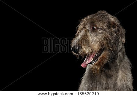 Portrait of Irish Wolfhound Dog Looking at side on Isolated Black Background, profile view