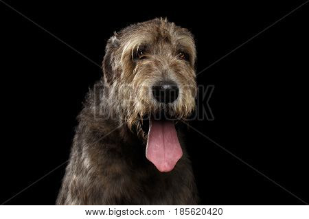 Portrait of Irish Wolfhound Dog with tongue on Isolated Black Background, front view