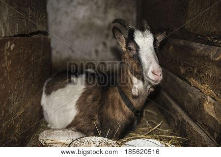 Goat sitting on hay in the stable, animal