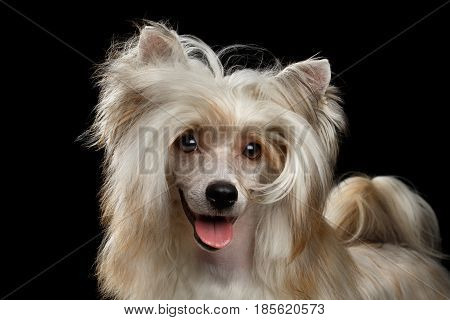Portrait of Sweet Chinese Crested Dog on Isolated Black Background, front view