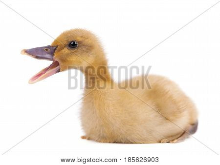 Cute domestic duckling isolated on white background