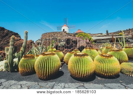 Windmill In Tropical Cactus Garden In Guatiza Village, Popular Attraction In Lanzarote, Canary Islan
