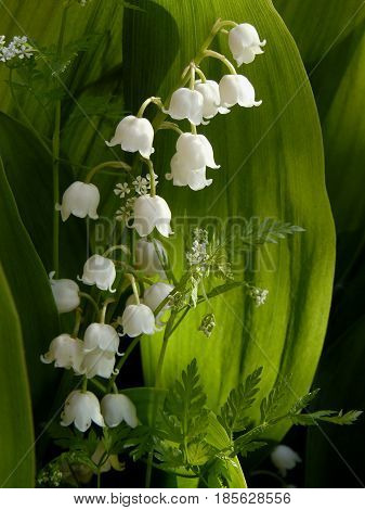 lily of the valley among the leaves