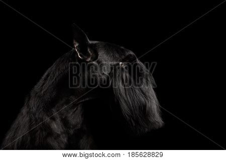 Portrait of Miniature Schnauzer Dog on Isolated Black Background, Profile view with Groomed fur on face
