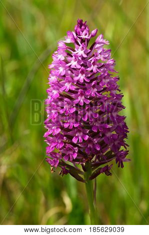 Dark Pink Wild Pyramidal Orchid Inflorescence - Anacamptis Pyramidalis