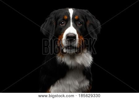 Close-up portrait of Bernese Mountain Dog Curious looking in camera on isolated black background