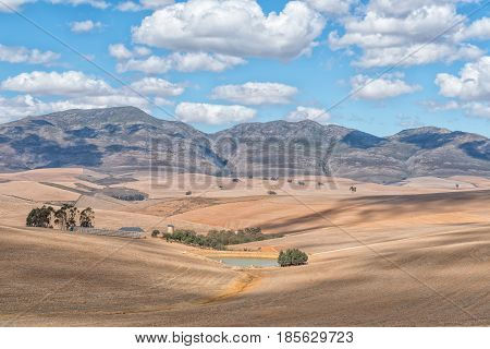 A farm scene next to the Middelplaas Road near Caledon in the Western Cape Province