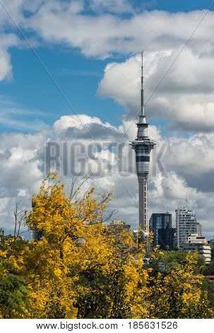 Auckland New Zealand - March 4 2017: Tall communication and restaurant Sky Tower seen from Parnell Road behind yellow blossom tree and under dramatic cloudy blue sky. Other high rises.