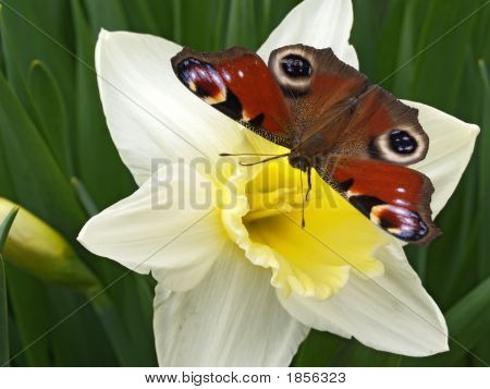 Der erste Schmetterling