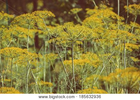 Flowering Green Dill Herbs Plant In Garden (anethum Graveolens). Close Up Of Fennel Flowers On Summe