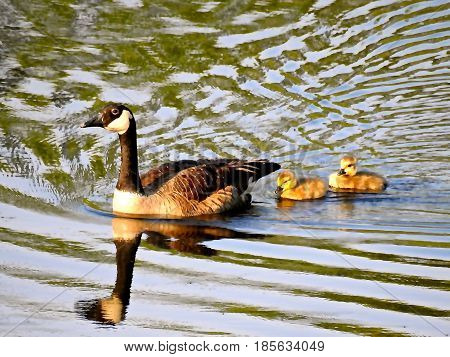 Geese, Canadian on the pond, Female and two chicks.