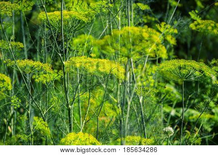 Flowering Green Dill Herbs Plant In Garden (anethum Graveolens). Close Up Of Fennel Flowers On Summe