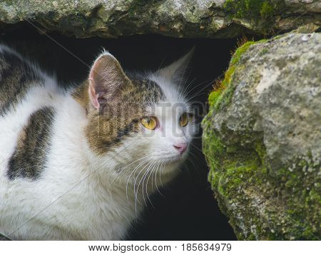 A cunning cat hides among the stones close up