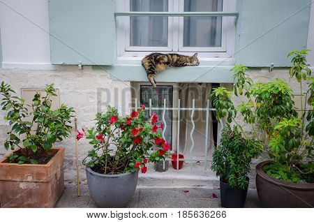 PARIS - FRANCE AUGUST 4, 2015: Resident tabby cat sleeps on the window ledge of a home on Rue Cremieux, in the 12th Arrondissement, one of the prettiest residential streets in the city.