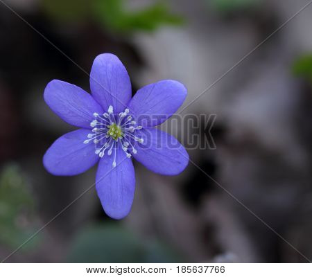 Snowdrop (Hepatica nobilis) blooming in the spring forest