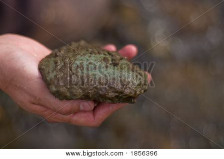 Didymosphenia Geminata, känd som Didymo eller Rock snor