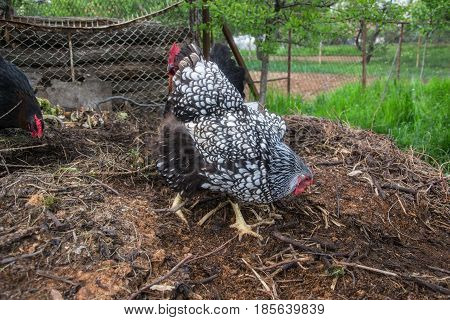 Hens feed on the traditional rural barnyard at sunny day. Detail of hen head. Chickens sitting in henhouse. Close up of chicken standing on barn yard with the chicken coop. Free range poultry farming
