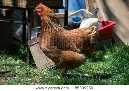 Hens feed on the traditional rural barnyard at sunny day. Detail of hen head. Chickens sitting in henhouse. Close up of chicken standing on barn yard with the chicken coop. Free range poultry farming