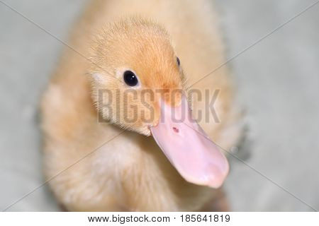 A Baby Pekin Duckling Posing in a Bathtub