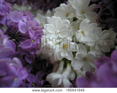 Lilac flowers. Spring flowers. Beautiful background for your ideas.