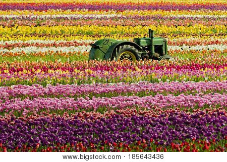 Tractor sitting in the middle of a field of tulips at the Wooden Shoe Tulip Festival