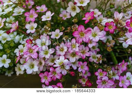 Selective focus on pink magenta and white Rockfoil and Mossy flower in small garden.