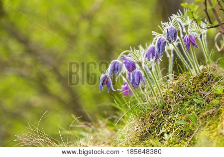 Wild Pasque flower, Pulsatilla vulgaris during sunrise, close-up.