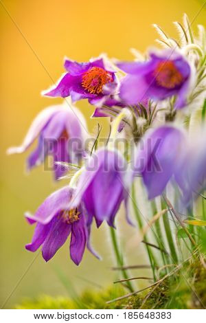 Wild Pasque flower, Pulsatilla vulgaris during sunrise, close-up.