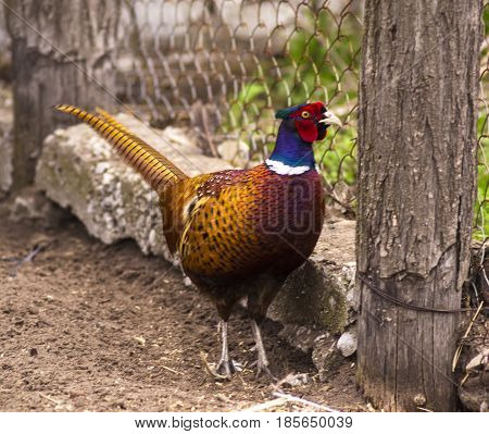 pheasant. Birds - Common Pheasant (Phasianus colchicus) male -