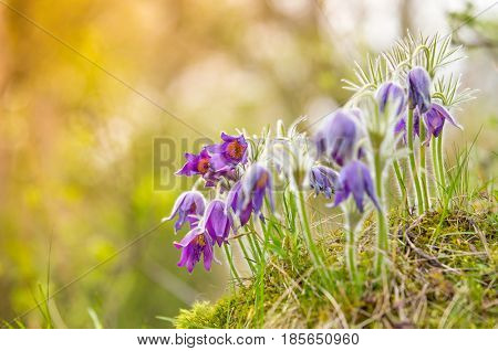 Wild Pasque flower, Pulsatilla vulgaris during sunrise, close-up.