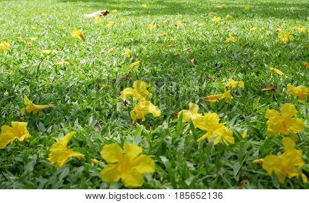 Small yellow flower fall on floor. Can be use a blackground.