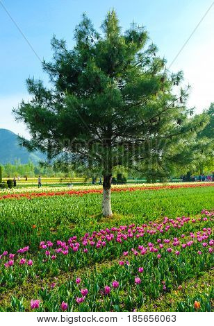 Indira Gandhi Memorial Tulip Gardens in Srinagar Jammu and Kashmir India