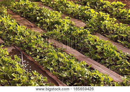 Organic Strawberries Field In Farm Russia. Bushes In The Spring, Paths Made Of Wood
