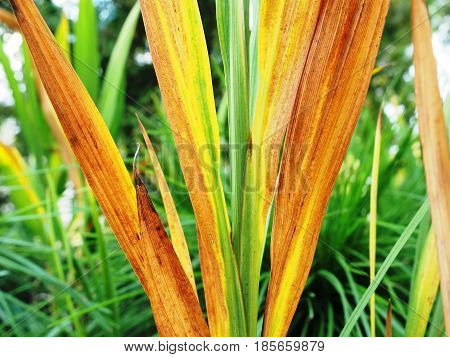 Decorative yellow grass on the lawn in the Park