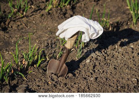 Concept Of Planting: Spade In The Hand, Transplanting Of Onions