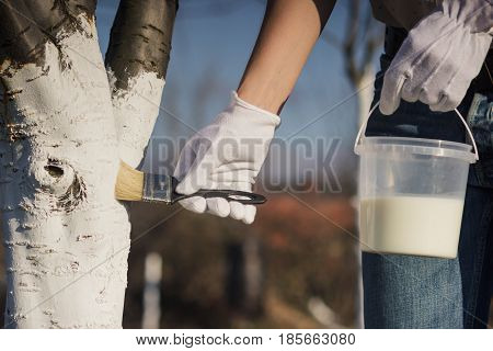 Spring Protection Of Fruit Trees In The Garden