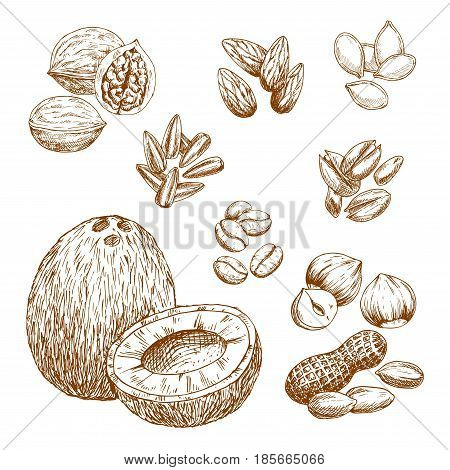 Nuts and nutrition seeds sketch vector icons of almond or pistachio, coconut, cashew or peanut and coffee beans. Isolated symbols of walnut or hazelnut, sunflower and pumpkin seeds or pine nut kernels