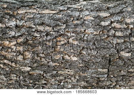 horizontal dark tree rough bark texture pattern